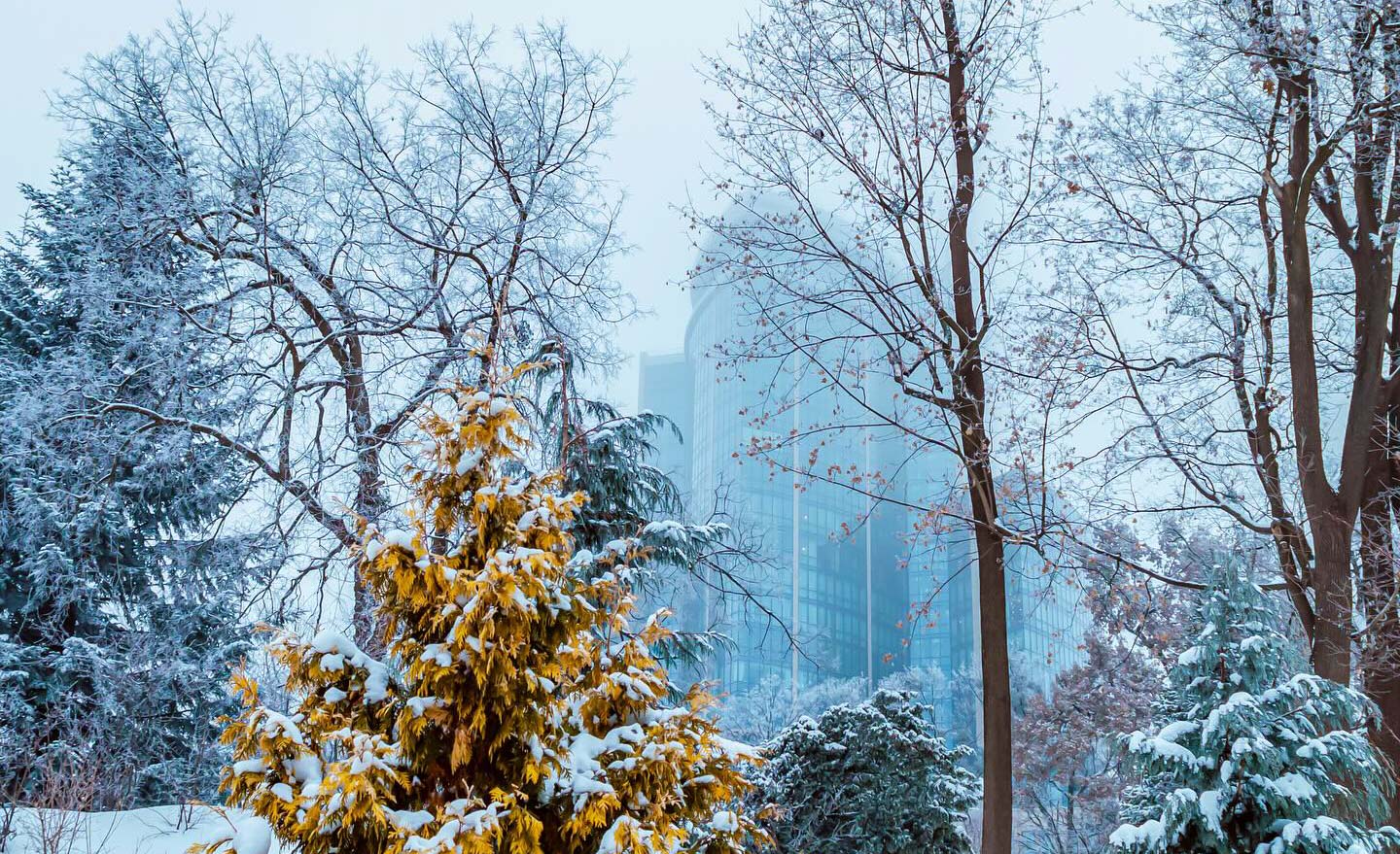 Зелені дні — про буденні речі під час війни