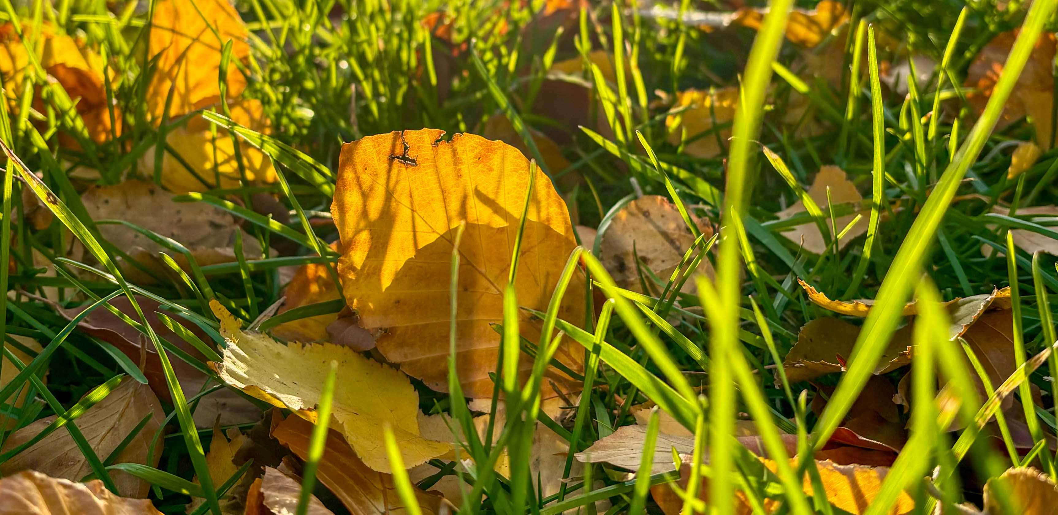 Осінні листя в листопаді