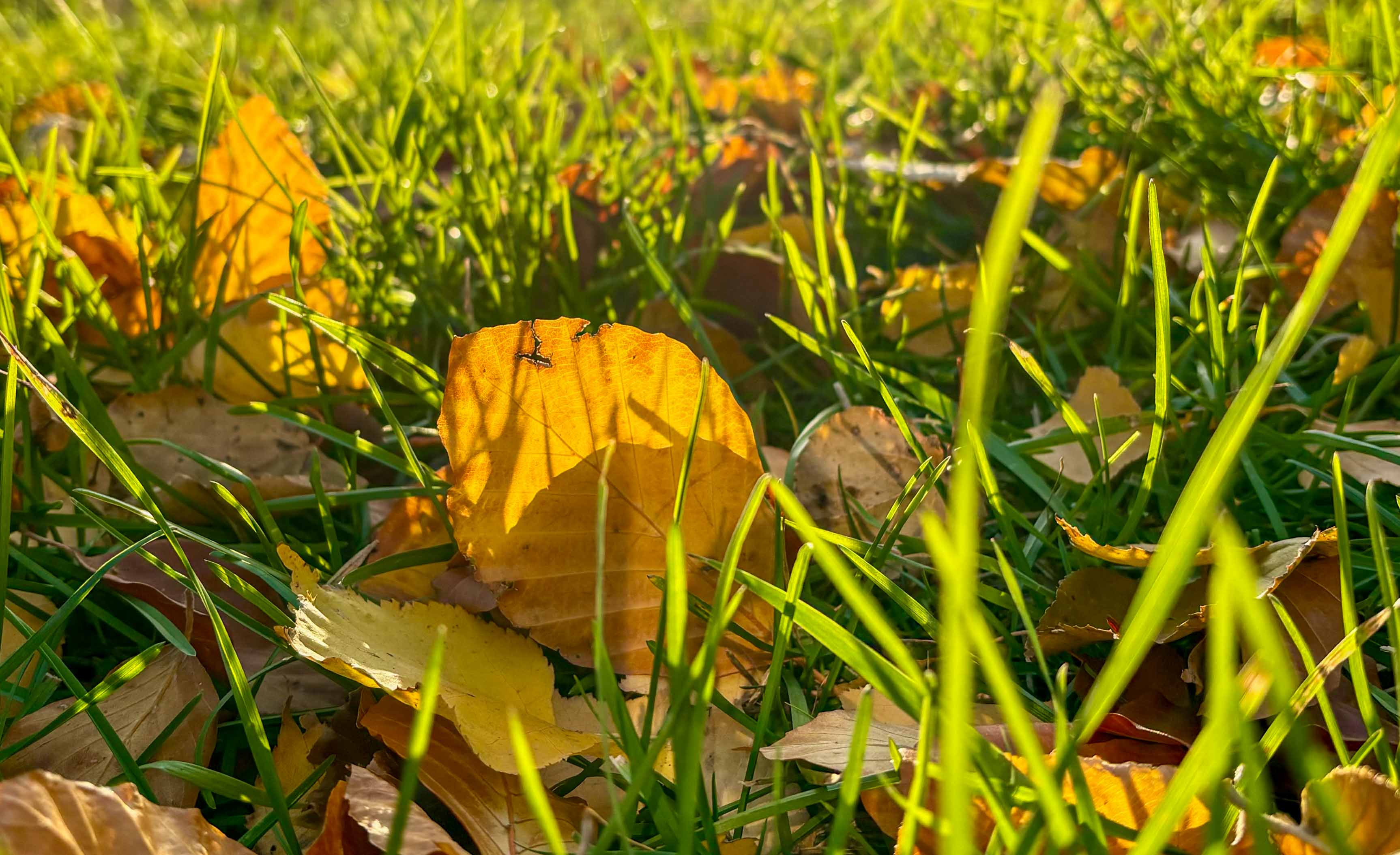 Осінні листя в листопаді